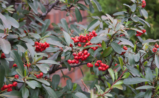 Foster Hollies Are A Stunning Evergreen - Tree Nursery Co