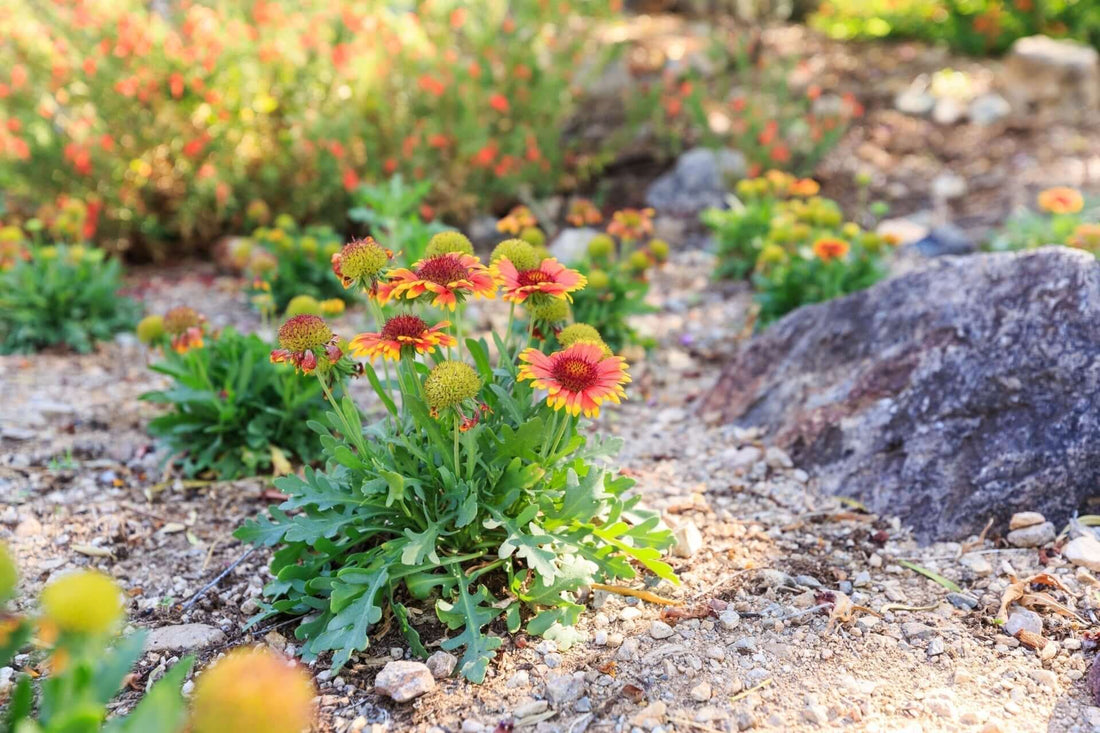11 Blanket Flower Types