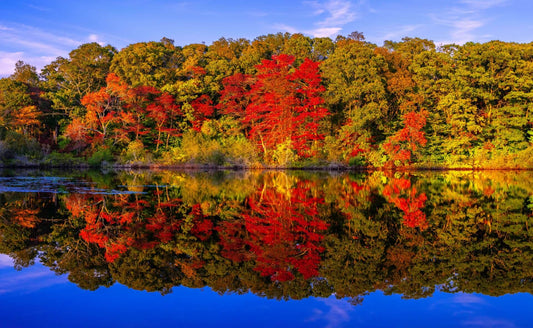 Chasing Colors: The Art of Leaf Peeping in Autumn - Tree Nursery Co