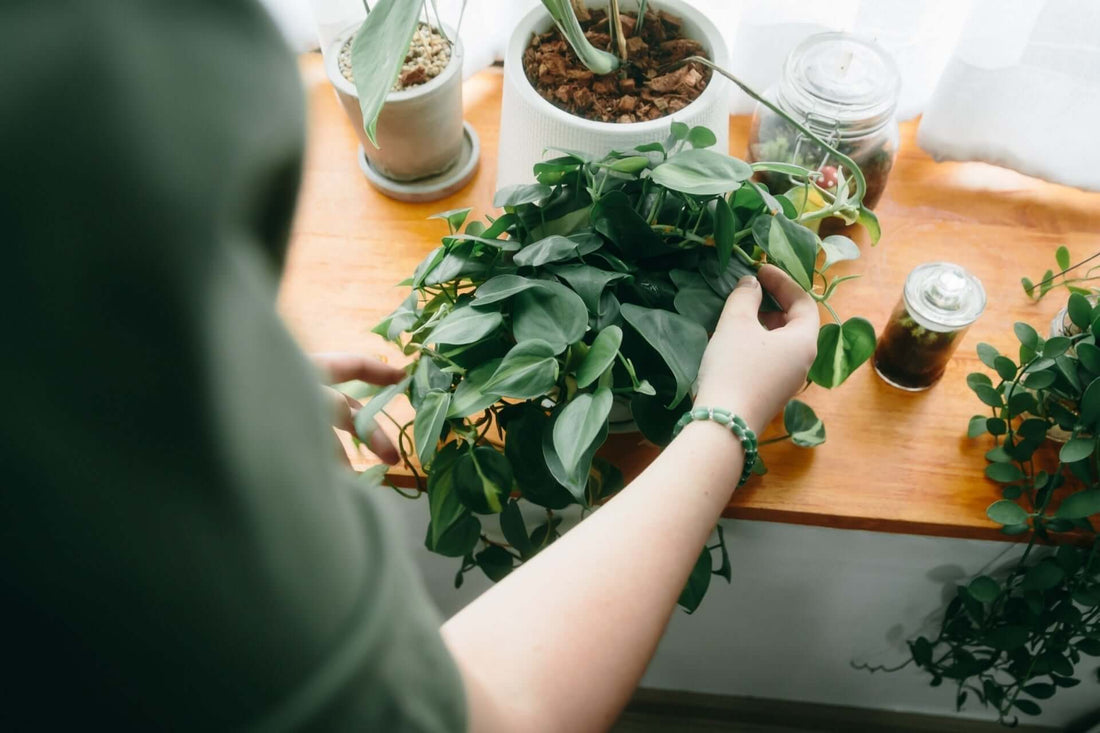 Enhance Your Home’s Air Quality