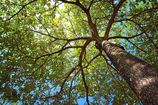 Top Trees for Spring Planting
