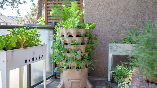 A Beginner Garden