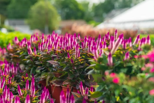 How are Perennial Plants Different from Annuals - Tree Nursery Co
