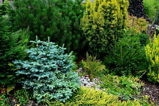 Best Uses for Evergreen Conifers & Pines
