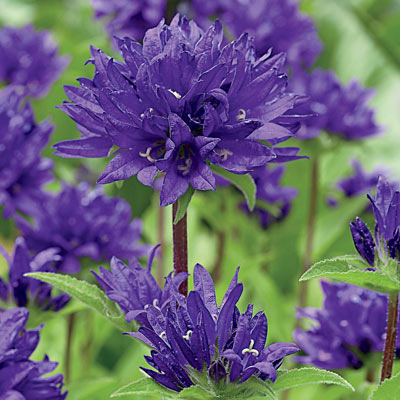 A Beginner's Guide to Growing Beautiful Perennial Plants