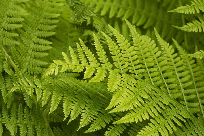 Landscaping With Native Plants