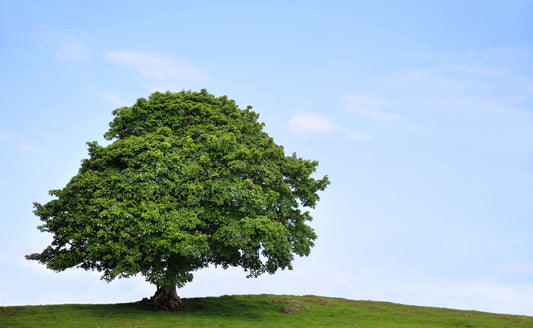 Revolutionize Your Landscape with Fast-Growing Trees - Tree Nursery Co