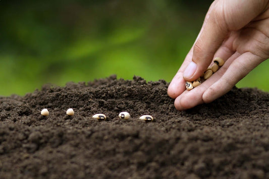 A Guide to Zone Planting Schedules