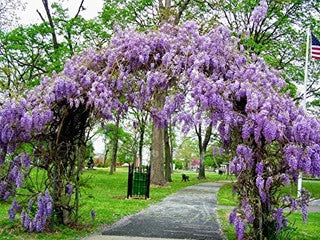 Wisteria Is Loved Worldwide For Its Vigorous Growth