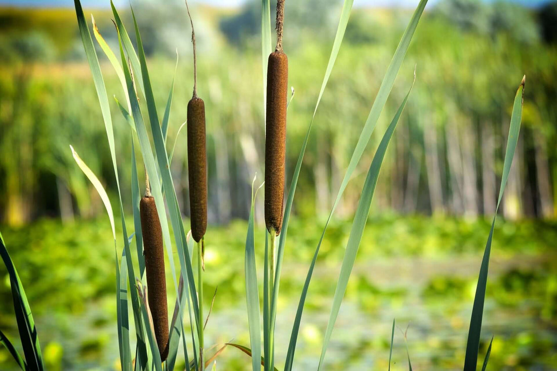 Wetland Plant Uses and Benefits