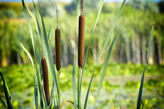 Wetland Plant Uses and Benefits