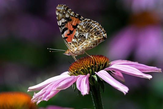 Utilizing Native Plants