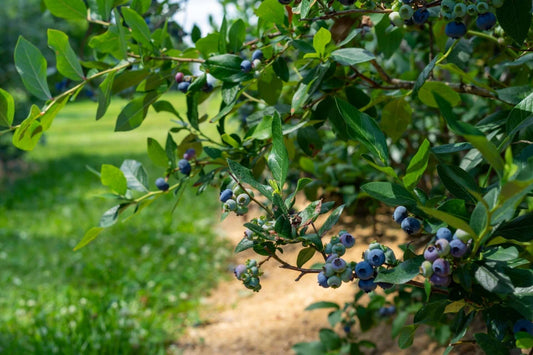 Berry Plant Benefits