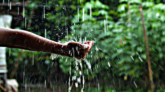 Rainwater Harvesting for Your Garden: A Sustainable Water Source - Tree Nursery Co