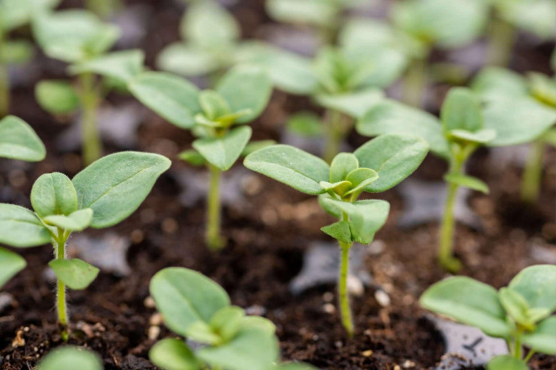 Nurture New Life with DIY Propagation