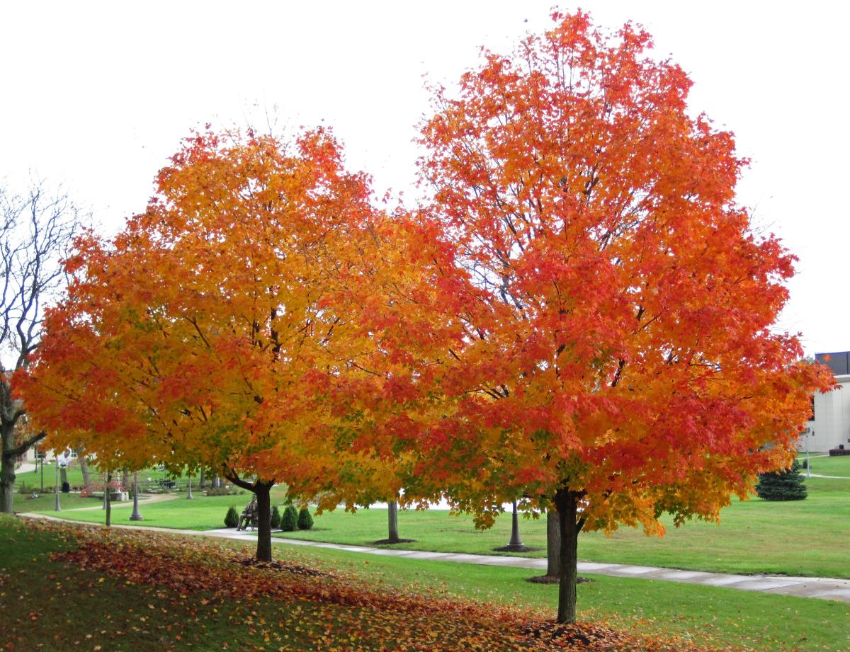 Sugar Maple Tree Provides Excellent Shade In Yards