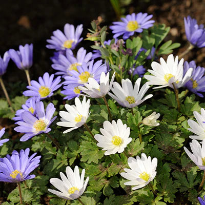 Reasons to Buy Anemone Plant: A Fragrant and Low-Maintenance Garden Addition