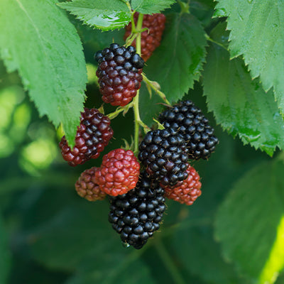 Berry Plants For Zone 3