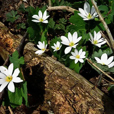Blood Root Plant Tennessee Wholesale Nursery