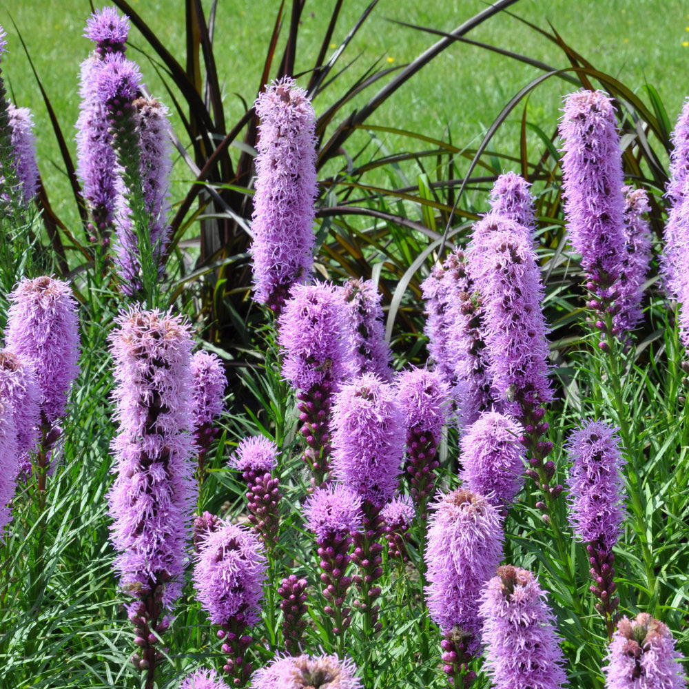 5 Tips On How TO Make Perennials Thrive In Your Garden