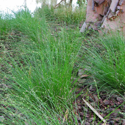 Carex Appalachica and its Characteristics