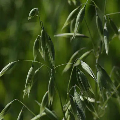 Characteristics of the Plant Species Avena Sativa (Wild Oats) Tennessee Wholesale Nursery