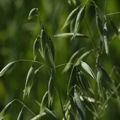 Characteristics of the Plant Species Avena Sativa (Wild Oats)