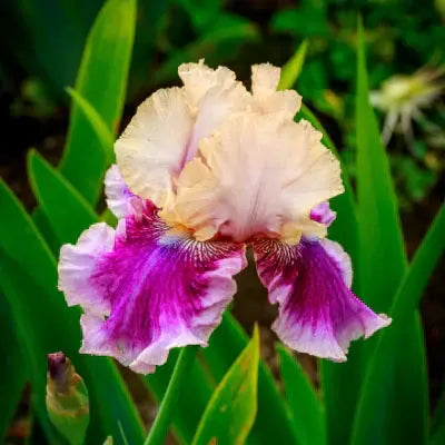 How and When to Fertilize Perennial Plants Tennessee Wholesale Nursery