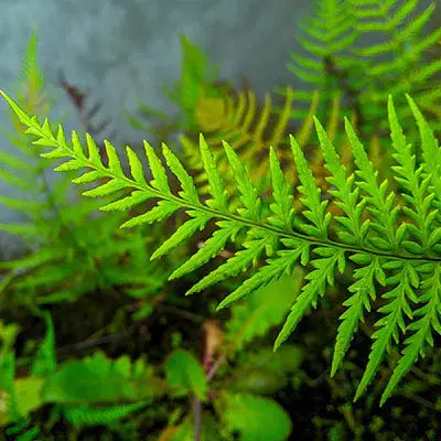 Creating a Lush Oasis with Ferns Tennessee Wholesale Nursery