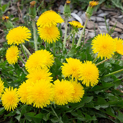 Dandelion Plant