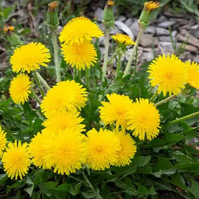 Dandelion Plant Tennessee Wholesale Nursery