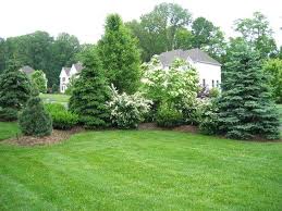 Low-Maintenance Evergreen Trees for Tennessee Landscapes Tennessee Wholesale Nursery