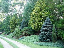 Best Fast-Growing Evergreen Trees for Year-Round Privacy