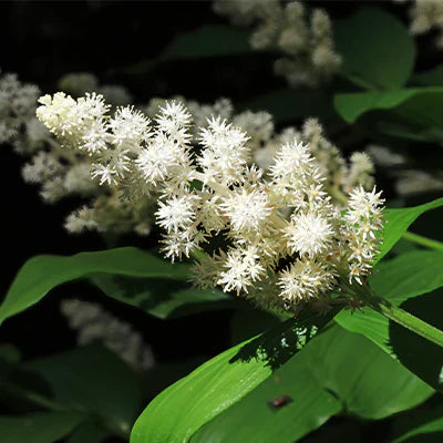 Uncovering the Hidden Potential of False Solomon Seal: From Medicine to Cuisine