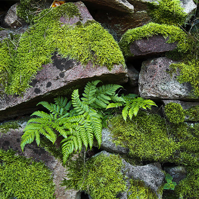 Everything You Need to Know on the Fern Moss