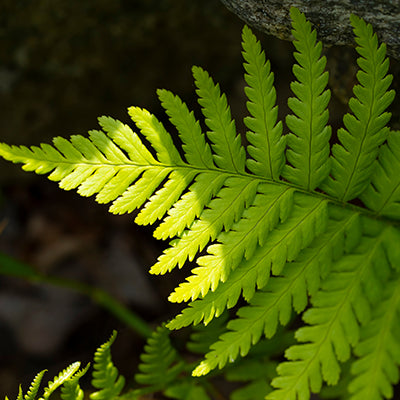Ferns for Sun: A Sustainable and Low-Maintenance Landscaping Solution
