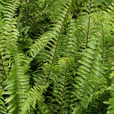 Creating a Stunning Fern Garden in a Shady Location Tennessee Wholesale Nursery