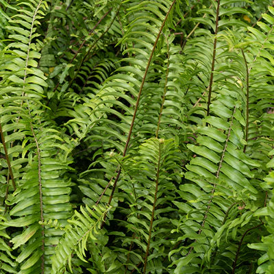 Creating a Stunning Fern Garden in a Shady Location