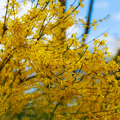 Forsythia Plants: The Early Spring Beauty You Need in Your Garden