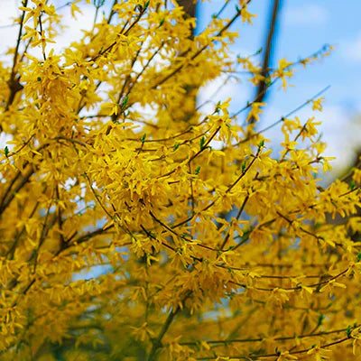 Forsythia Plants: The Early Spring Beauty You Need in Your Garden