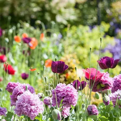 The Beauty and Benefits of Fern Plants: A Comprehensive Guide Tennessee Wholesale Nursery