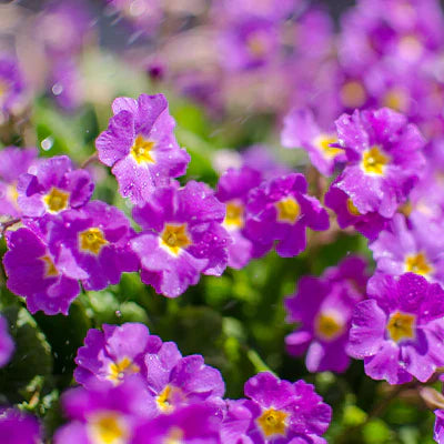 The Ultimate Guide to Growing and Caring for Geraniums