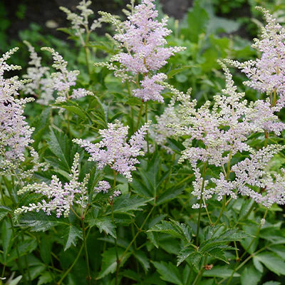 Simple Steps to Care for Your Goat's Beard Plant