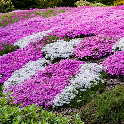 Best Ground Cover Plants for Shade