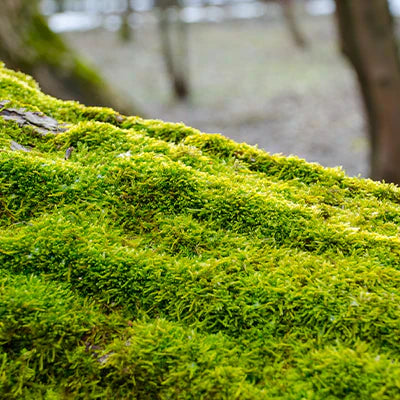 Ground Fern Moss: A Perfect Addition to Your Garden's Groundcover