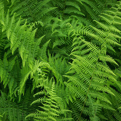 The Beauty and Benefits of Hay Scented Fern in Your Garden