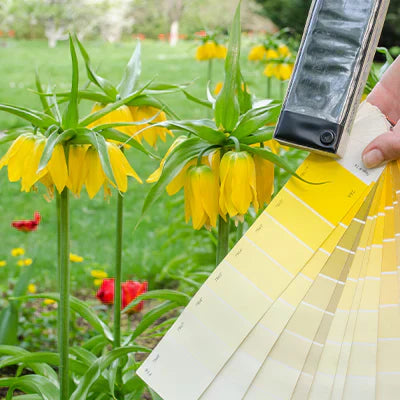 How to Choose Color Palettes in the Garden