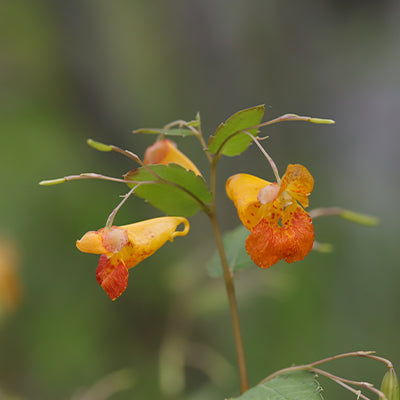 Identifying Jewelweed: A Beginner's Guide