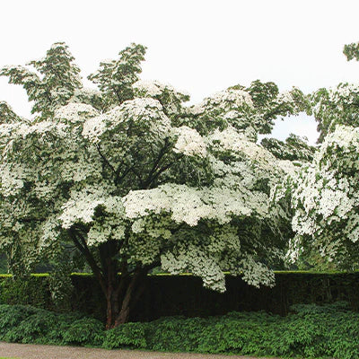 The Stunning Beauty and Benefits of Kousa Dogwood Trees