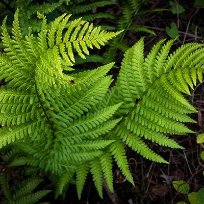 How to Grow and Care for Lady Fern: Tips and Techniques